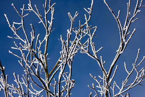 Snow and frost on the branches of the tree in winter.