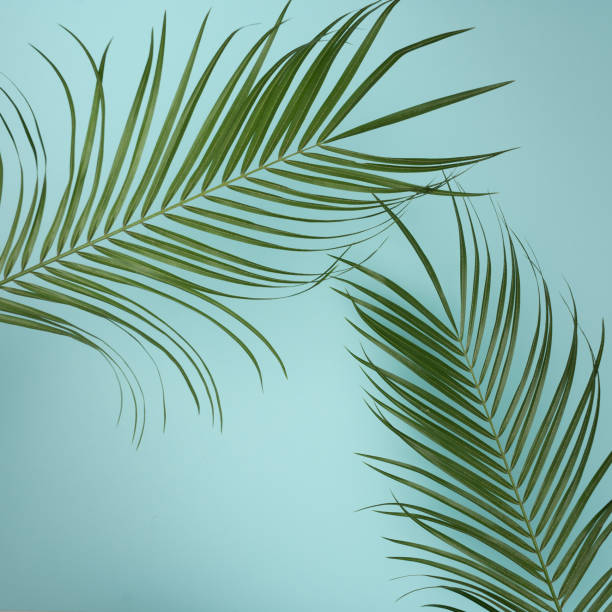 istock Creative layout made of colorful tropical leaves on white background. 1056269866