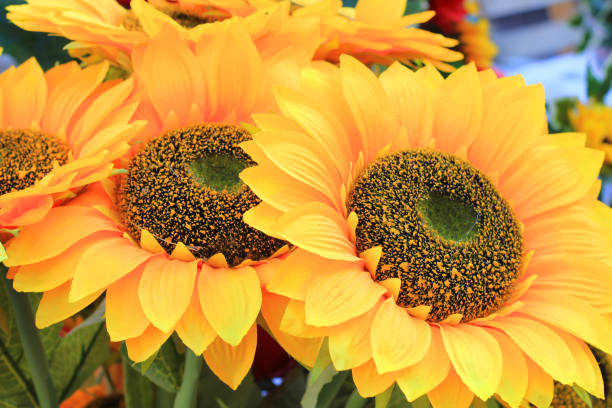 istock background with sunflower at the market 1056270068