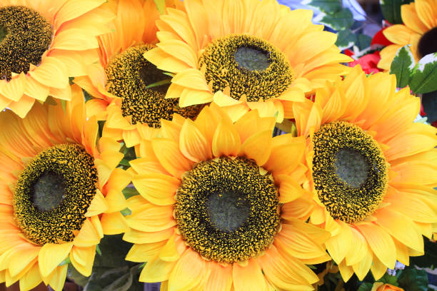istock background of a sunflowers composition 1056270082