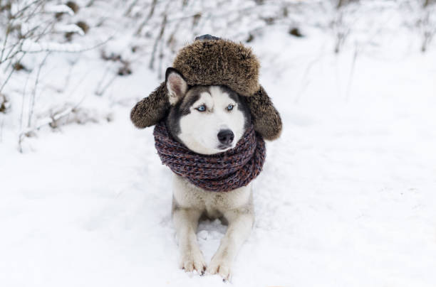 istock Image of Funny husky dog is in cap with ear-flaps. 1056270582