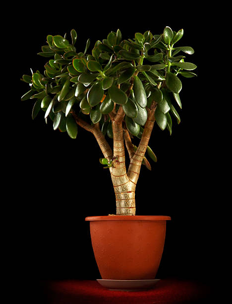 istock Crassula ovata Jade Plant 105627076