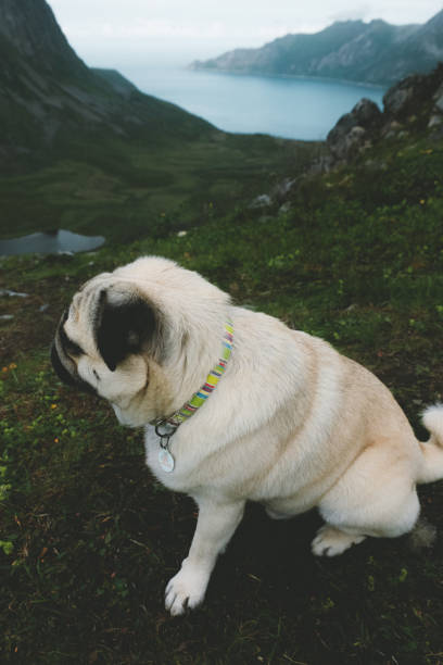 istock Dog hiking to Segla mountain in Northern Norway 1056271002