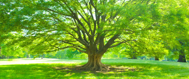 big tree Sunny park homepage photos stock pictures, royalty-free photos & images