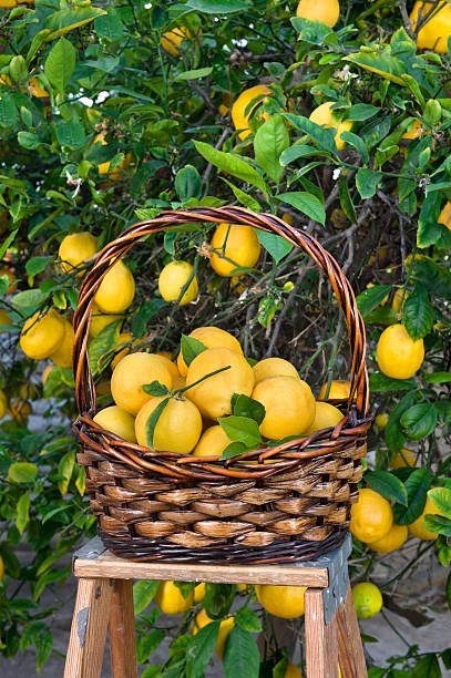istock Basket of lemons 105628014