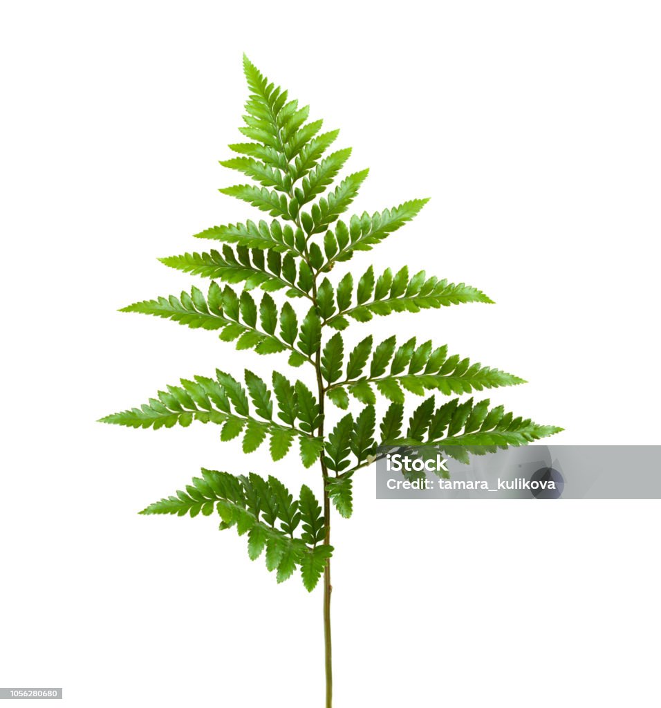 Dương Xỉ Lá Da Rumohra Adiantiformis Hình ảnh Sẵn có - Tải xuống ...