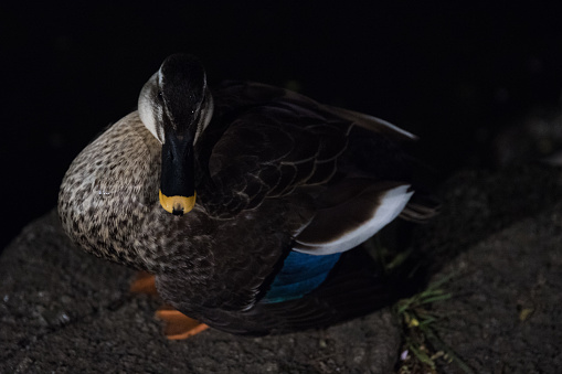 Duck and night