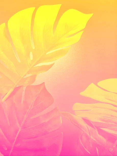 istock Tropical palm leaves background 1056285214