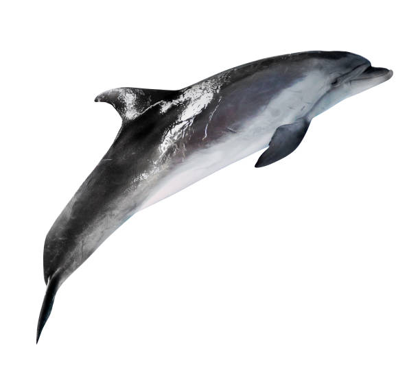 istock grey bottlenose dolphin photo 1056286532