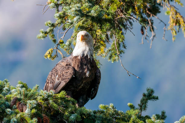 istock Eagle in a tree in Haines Alaska 1056288630