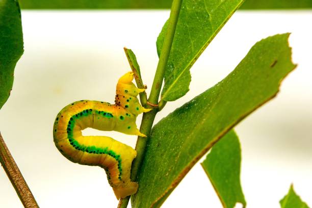 caterpillar is walking on a branch. - inchworm imagens e fotografias de stock