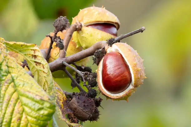 Conkers (Horse Chestnuts) bursting out of their shells, Autumn, Durham, UK