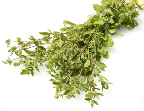 istock Marjoram, origanum, majorana 1056298596