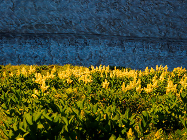 istock Veratrum stamineum Maxim. 1056299008