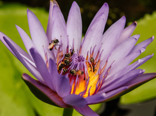 istock Waterlily with bees in the center 1056299022