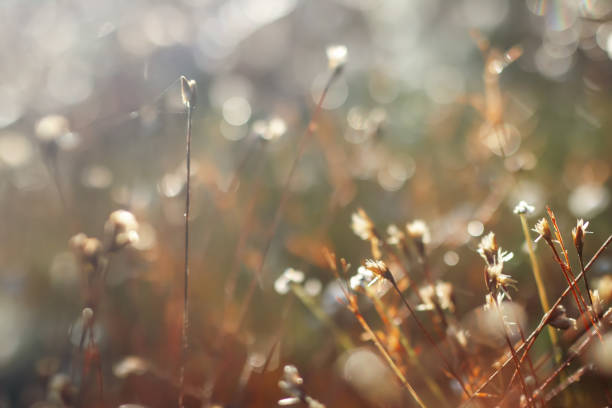 istock Flowers in nature 1056299458