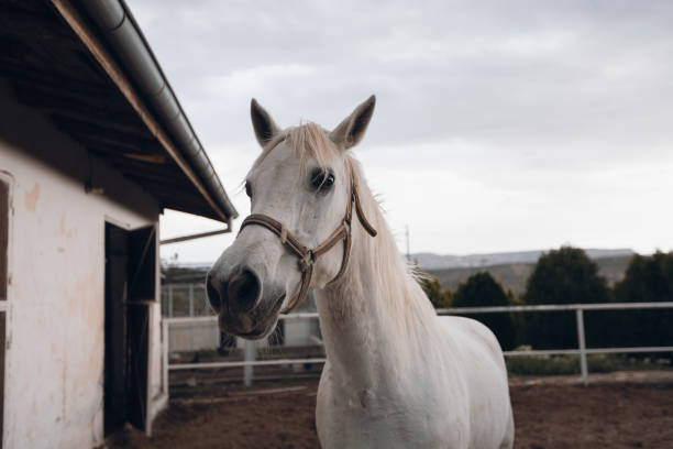 istock Head Of A White Horse 1056301844