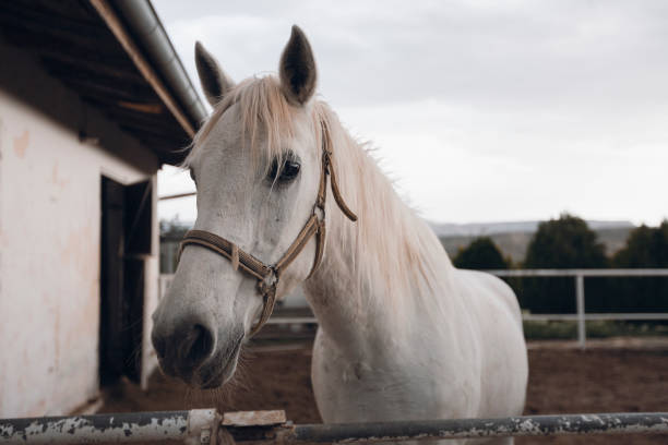 istock Head Of A White Horse 1056303452