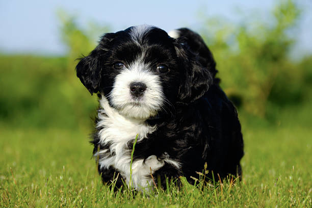 istock Bichon Havanese puppy dog 105630394