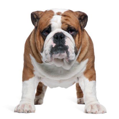 English Bulldog, 2 years old, standing in front of white background.