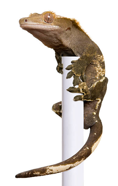 istock Side view of New Caledonian Crested Gecko climbing white pole. 105630482