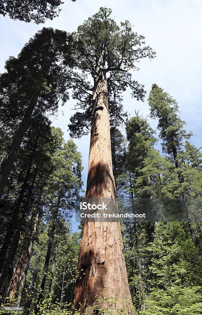 Sequoia gigante - Royalty-free Alto - Descrição Física Foto de stock