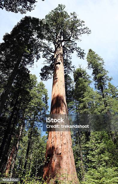 Sequoia Gigante - Fotografias de stock e mais imagens de Alto - Descrição Física - Alto - Descrição Física, Ao Ar Livre, Califórnia