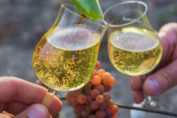 brindando con dos copas de vino en frente de una vid - gewurztraminer fotografías e imágenes de stock