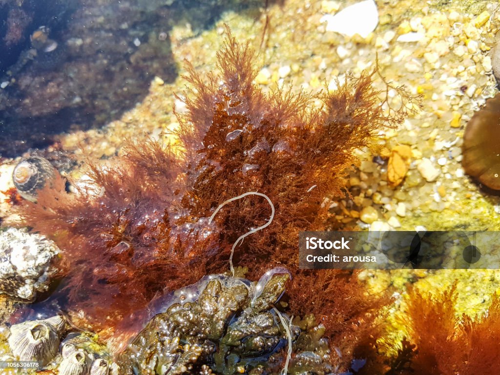 Ceramium Rubrum Seaweed Stock Photo - Download Image Now - Seaweed ...