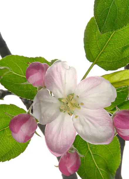 white a flower on apple-trees