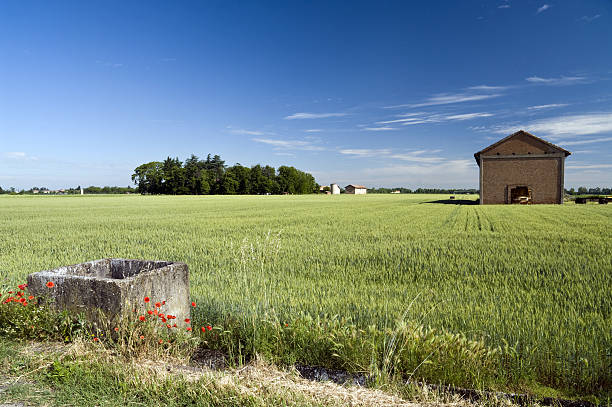 green wheat field stock photo