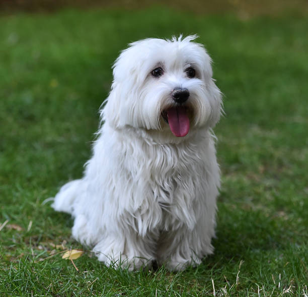 istock white dog in the grass 1056309350