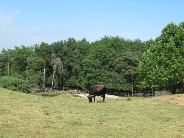 touro de pastoreio - auroch - fotografias e filmes do acervo