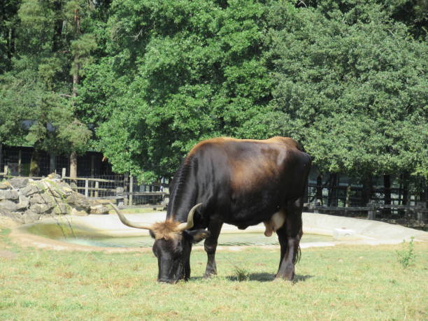 beweidung bull - auroch stock-fotos und bilder