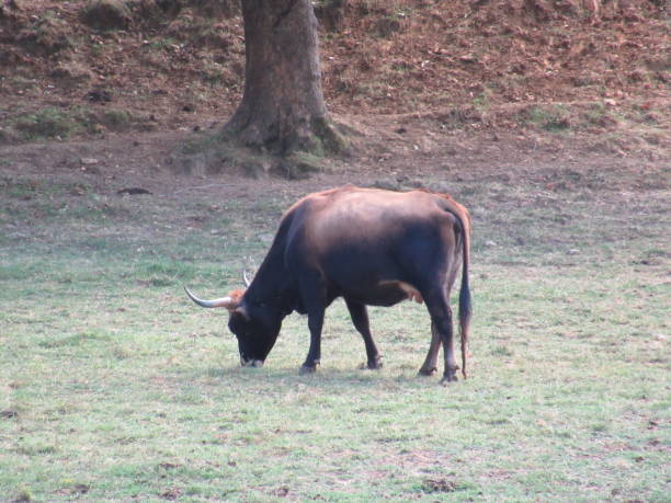 beweidung bull - auroch stock-fotos und bilder