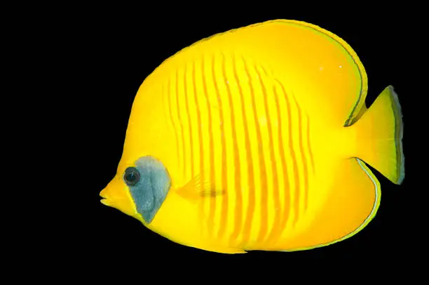 Isolated redsea butterflyfish