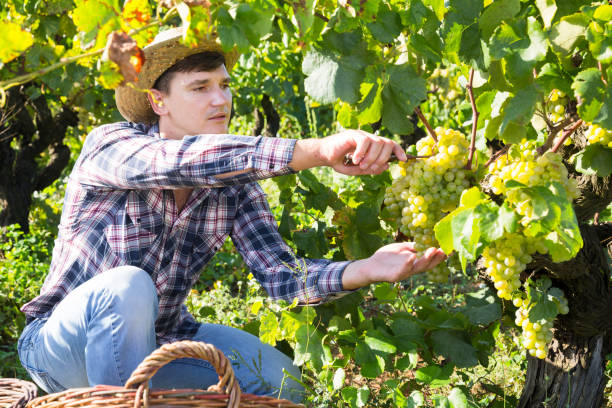 istock Male farmer harvesting white grapes 1056313644