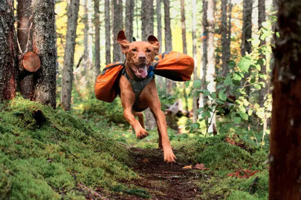 Vizsla running on trail with backpack on.