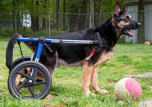 pet alternative therapy sessions