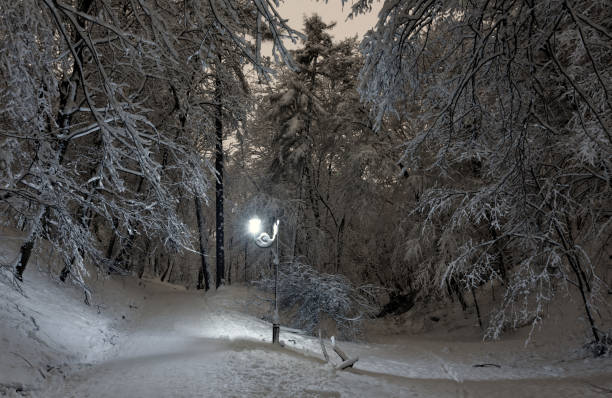 istock Night winter park in Lviv, Ukraine 1056315588