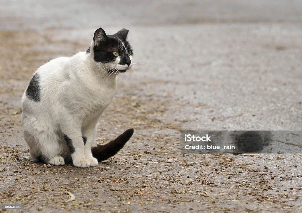 cat Street - Lizenzfrei Asphalt Stock-Foto