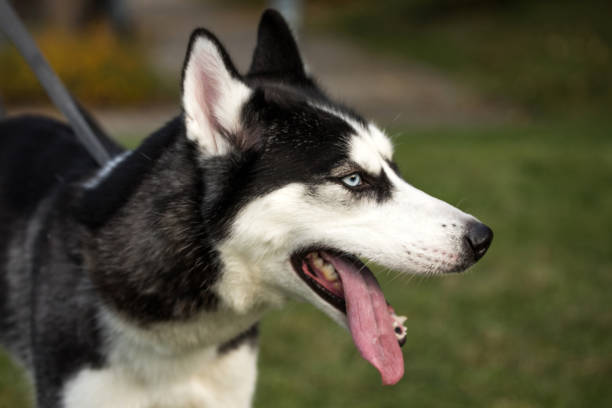 istock siberian husky dog 1056316256