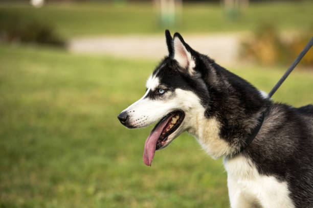 istock siberian husky dog 1056316264