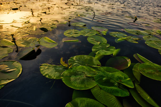 nature abstract shot of water lily in Danube river.