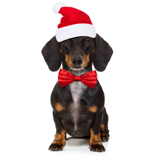 istock christmas santa claus dog 1056318402