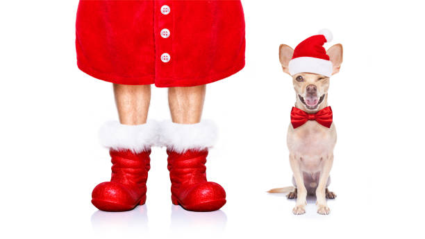 istock christmas santa claus dog 1056318584