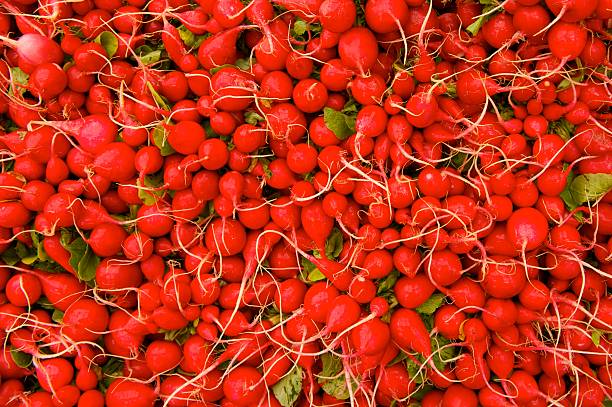 Radishes stock photo