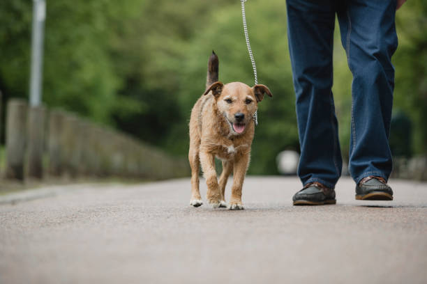 istock Terrier Dog Being Walked by Senior Owner 1056327332