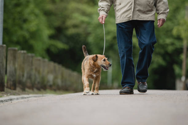 istock Terrier Dog Being Walked by Senior Owner 1056327336