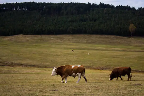 Cows in the field of Zlatibor mountain, Serbia. Organic cattle breeding.